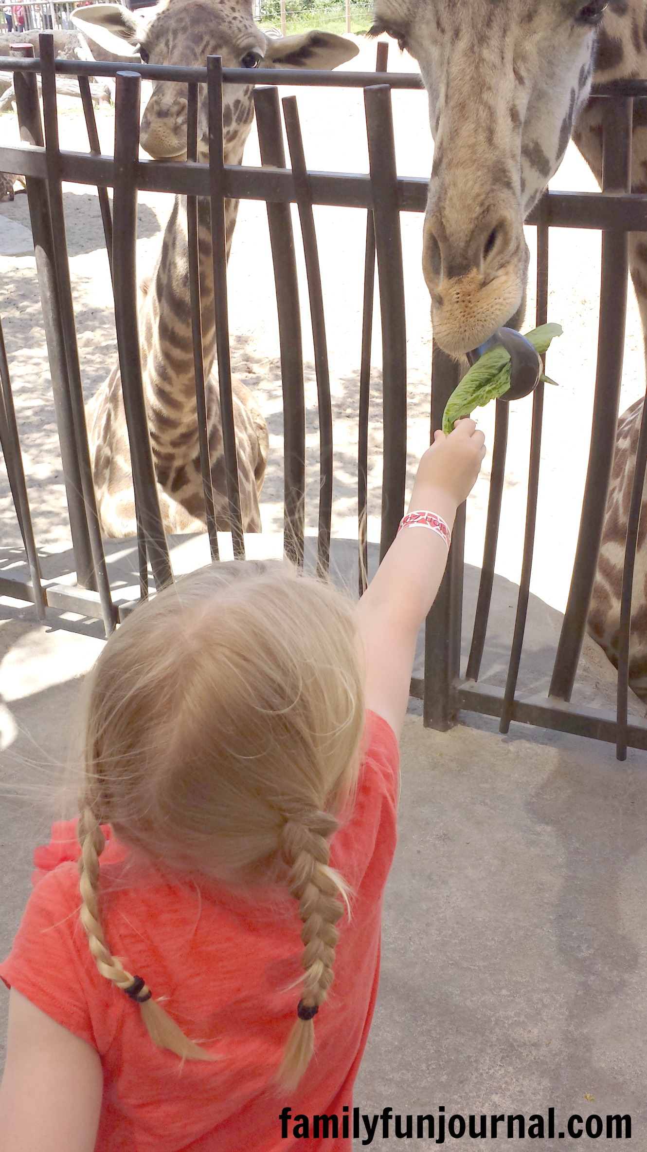 Giraffe fun at the Houston Zoo - Family Fun Journal